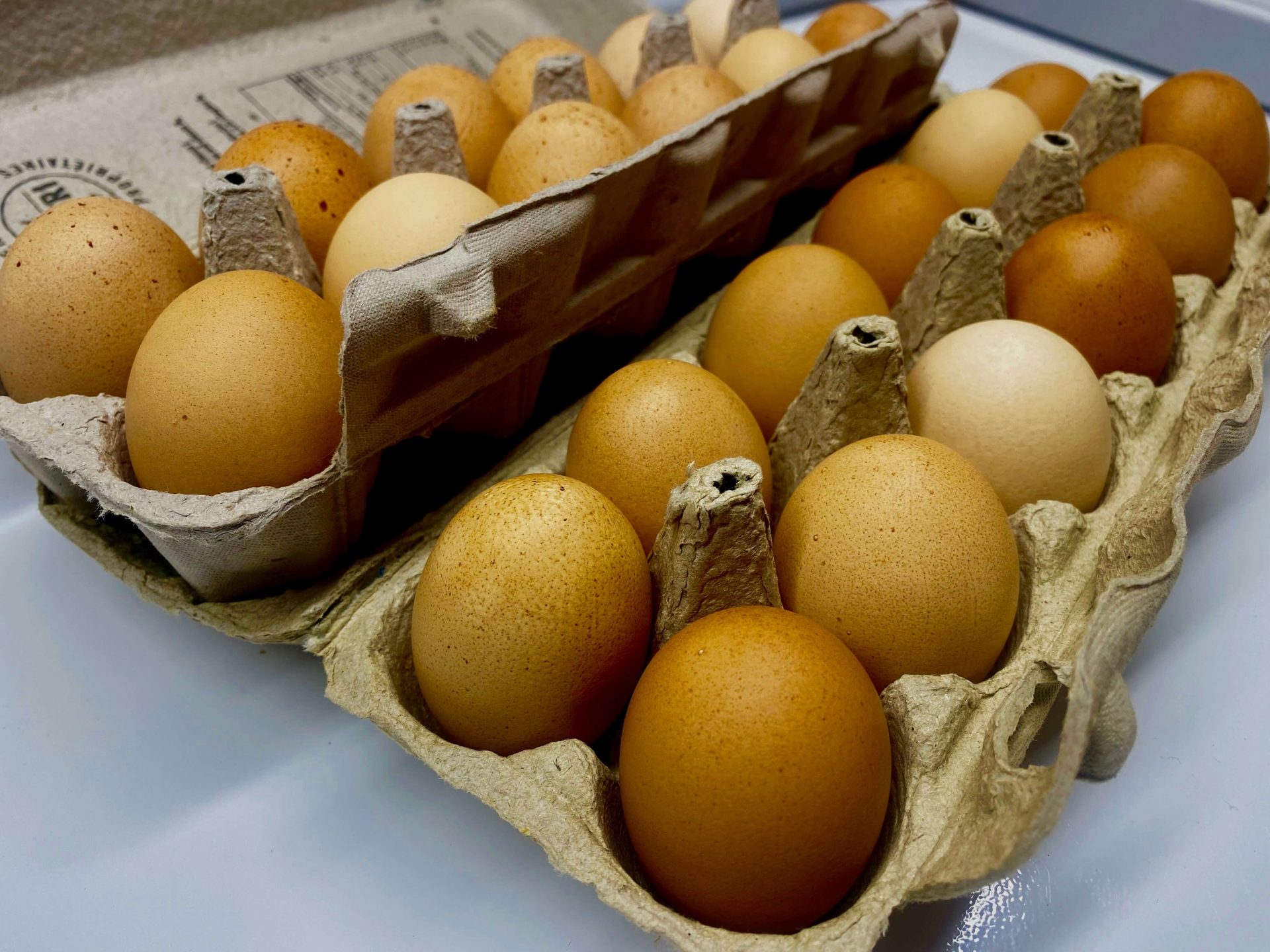 Oeufs frais (gros)